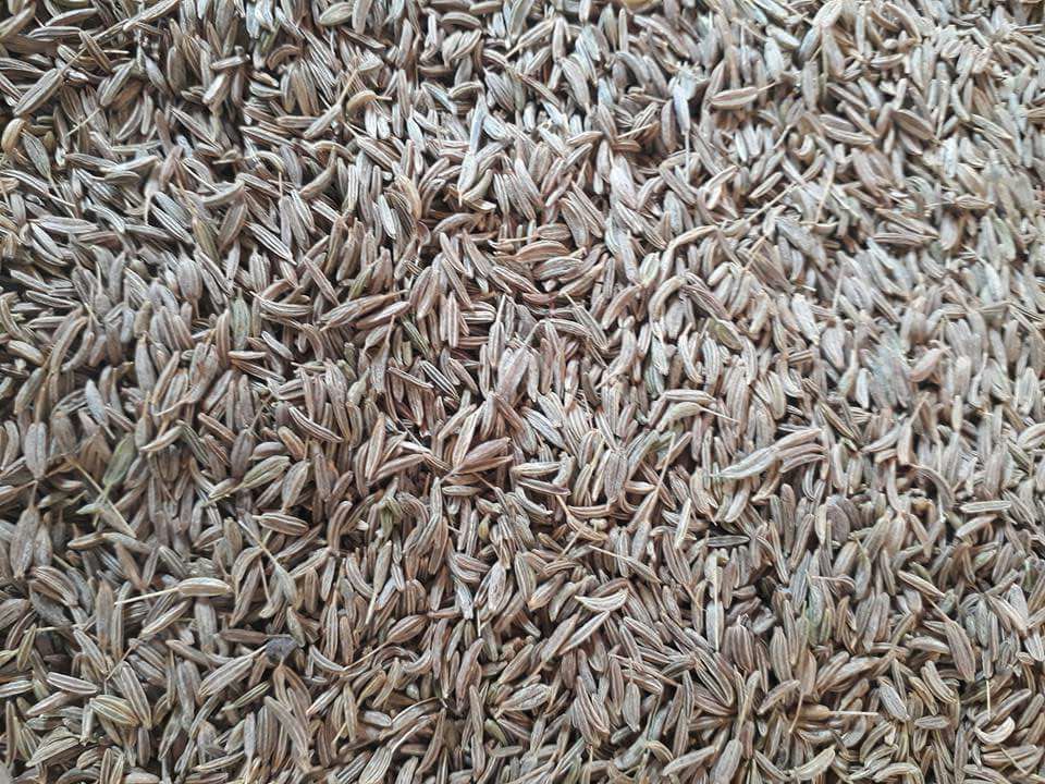 caraway seeds